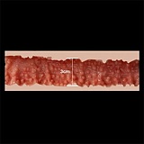 フルシリコン製ラブドール ZELEX（元WAXDOLL） 新型 165cm Fカップ GE141＿1ヘッド Sweet Girl