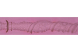 フルシリコン製ラブドール Angel kiss 150cm Cカップ #27 ヘッド