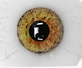 Doll senior 等身大ドール 163cm Fカップ #26 萌音ヘッド  TPE材質ボディー 材質選択可能 ダッチワイフ 掲載画像はフルシリコン製+口開閉機能あり