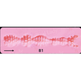 フルシリコン製ラブドール Irontech Doll 161cm Minus AAカップ B1ヘッド ダークビューティースタイル ダッチワイフ