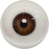 FANREAL 155cm Fカップ リアル皮膚版 #Kimmy ROSヘッド フルシリコン製ラブドール