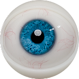 FANREAL 155cm Fカップ リアル皮膚版 #Kimmy ROSヘッド フルシリコン製ラブドール