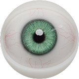 FANREAL 155cm Fカップ リアル皮膚版 #Kimmy ROSヘッド フルシリコン製ラブドール