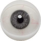 FANREAL フルシリコン製ラブドール 155cm Fカップ リアル皮膚版 #Kimmy ROSヘッド 大人の色気を持つリアルドール