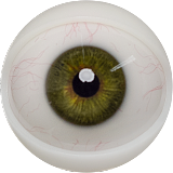 FANREAL フルシリコン製ラブドール 155cm Fカップ リアル皮膚版 gina ROSヘッド 欧米風リアルドール