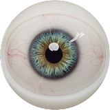 FANREAL フルシリコン製ラブドール 155cm Fカップ リアル皮膚版 gina ROSヘッド 欧米風リアルドール