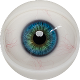 FANREAL フルシリコン製ラブドール 155cm Fカップ リアル皮膚版 #Kimmy ROSヘッド 大人の色気を持つリアルドール