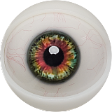 FANREAL フルシリコン製ラブドール 155cm Fカップ リアル皮膚版 gina ROSヘッド 欧米風リアルドール