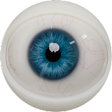 FANREAL フルシリコン製ラブドール 155cm Fカップ リアル皮膚版 gina ROSヘッド 欧米風リアルドール