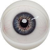 FANREAL フルシリコン製ラブドール 155cm Fカップ リアル皮膚版 Molly ROSヘッド 隣の女の子風リアルドール