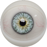 FANREAL フルシリコン製ラブドール 155cm Fカップ リアル皮膚版 Molly ROSヘッド 隣の女の子風リアルドール