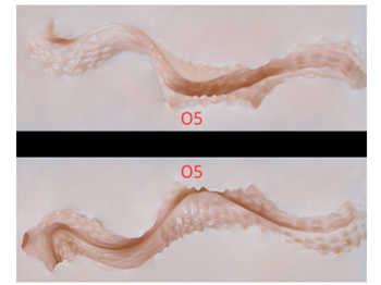 隣のお嫁さん デザイン