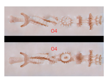 紅蓮の誘惑 デザイン