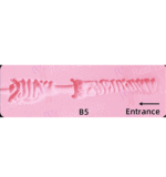 超擬真の肌テクスチャ フルシリコン製ラブドール Real Lady 159cm Hカップ T1ヘッド 清楚系 等身大リアルドール掲載画像は硬いシリコンヘッド