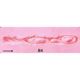 超擬真の肌テクスチャ フルシリコン製ラブドール Real Lady 159cm Hカップ T1ヘッド 清楚系 等身大リアルドール掲載画像は硬いシリコンヘッド