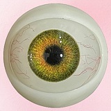 【10%OFF 9/20迄】アート技研(Art-doll) NOVAシリーズ 148cm Dカップ A6 安室 奈美ヘッド エメラルドのような瞳 シリコン製ヘッド＋TPEボディ 欧米風リアルドール